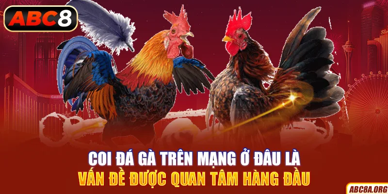 coi-da-ga-tren-mang-o-dau-la-van-de-duoc-quan-tam-hang-dau