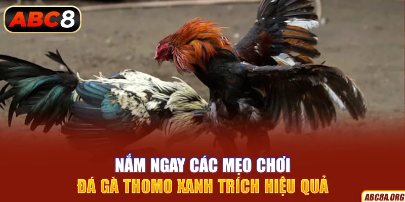 nam-ngay-cac-meo-choi-da-ga-thomo-xanh-trich-hieu-qua